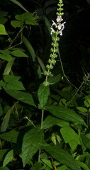 Stachys iltisii