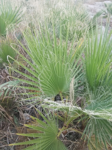 photo of Mexican Fan Palm (Washingtonia robusta)