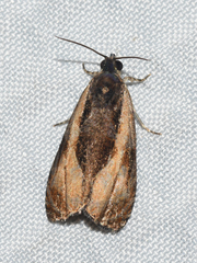 Olethreutes nigranum