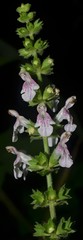 Stachys iltisii