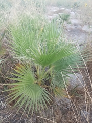Washingtonia robusta