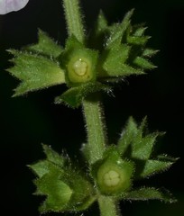 Stachys iltisii
