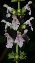 Stachys iltisii