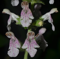 Stachys iltisii