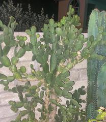 Opuntia maxima