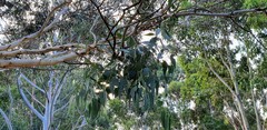 Eucalyptus leucoxylon leucoxylon