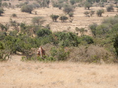 Giraffa camelopardalis reticulata