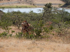 Giraffa camelopardalis reticulata