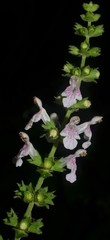 Stachys iltisii