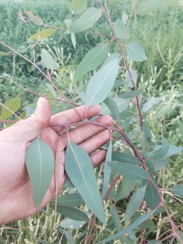 photo of River Redgum (Eucalyptus camaldulensis)
