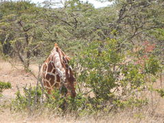 Giraffa camelopardalis reticulata