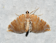 Eulithis molliculata