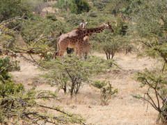 Giraffa camelopardalis reticulata