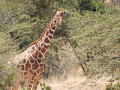 Giraffa camelopardalis reticulata