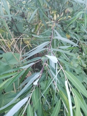 Salix laevigata