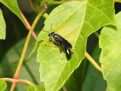 Trypoxylon lactitarse