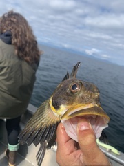 Hemilepidotus jordani