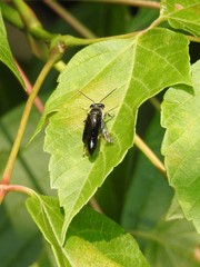 Trypoxylon lactitarse