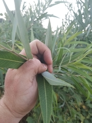 Salix laevigata