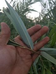 Salix laevigata