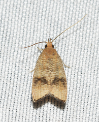 Psilocorsis cryptolechiella
