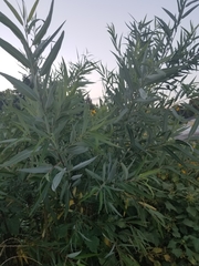 Salix laevigata