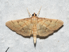 Herpetogramma theseusalis