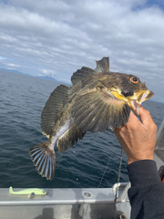 Hemilepidotus jordani