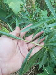 Baccharis salicifolia