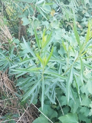 Baccharis salicifolia