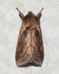 Bellura densa