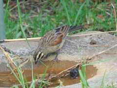 Emberiza capensis reidi