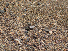 Haetosmia circumventa