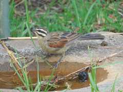 Emberiza capensis reidi