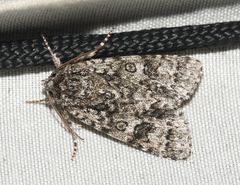 Acronicta impressa