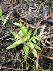 Dichanthelium strigosum leucoblepharis