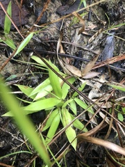 Dichanthelium strigosum leucoblepharis