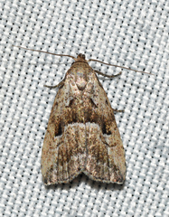 Hypenodes caducus