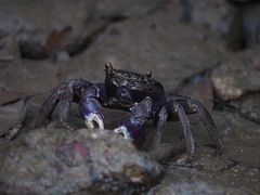 Episesarma versicolor