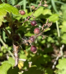 Ribes laxiflorum