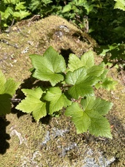 Ribes laxiflorum
