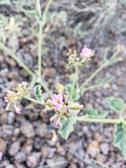 Acleisanthes chenopodioides