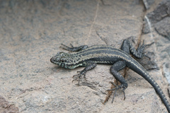 Microlophus quadrivittatus
