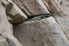 Microlophus quadrivittatus