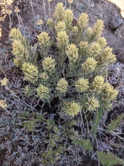 Castilleja thompsonii