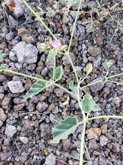 Acleisanthes chenopodioides