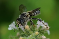 Megachile