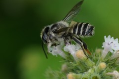 Megachile