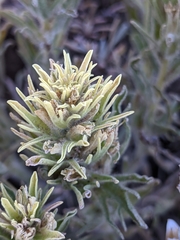 Castilleja thompsonii
