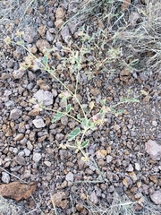 Acleisanthes chenopodioides